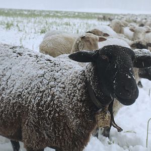 Bilder Winternomaden