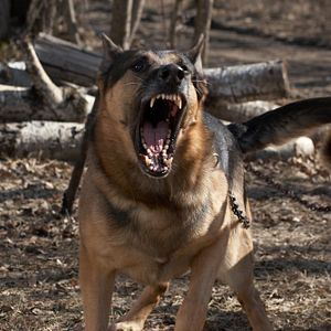 Bilder Bad Meat - Sadistic Maneater