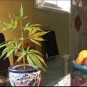 Bilder Weed Bandits 2