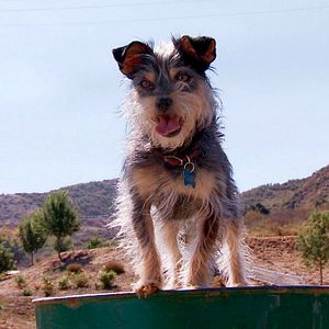 Bilder Amor auf vier Pfoten