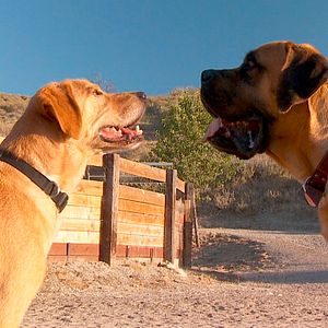 Bilder Amor auf vier Pfoten