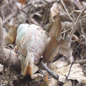 Bilder Slow - Langsam ist das neue Schnell