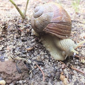 Bilder Slow - Langsam ist das neue Schnell