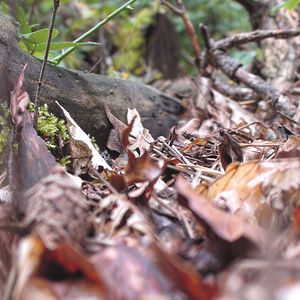 Bilder Slow - Langsam ist das neue Schnell