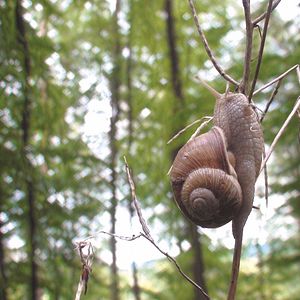 Bilder Slow - Langsam ist das neue Schnell