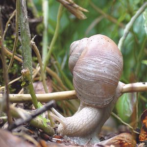 Bilder Slow - Langsam ist das neue Schnell