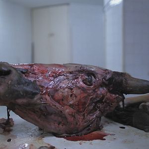 Bilder Night Market - Tödliche Fracht