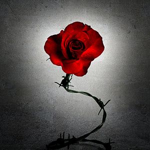 Bilder Dose of Reality