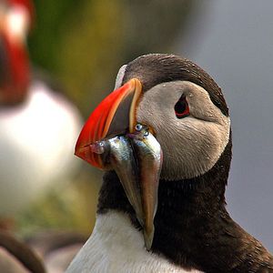 Bilder Die Nordsee - Unser Meer