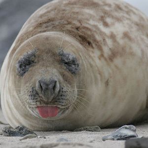 Bilder Die Nordsee - Unser Meer