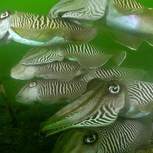 Bilder Die Nordsee - Unser Meer