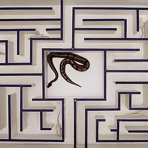 Bilder Swim Little Fish Swim