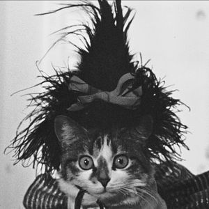 Bilder Der schöne Mai