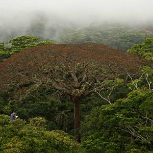 Bilder Das Geheimnis der Bäume