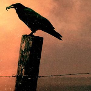 Bilder The Raven