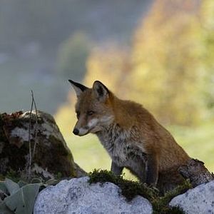 Bilder Der Fuchs und das Mädchen
