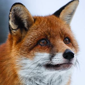 Bilder Der Fuchs und das Mädchen