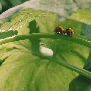 Bilder Die Winzlinge - Operation Zuckerdose