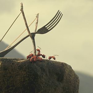 Bilder Die Winzlinge - Operation Zuckerdose