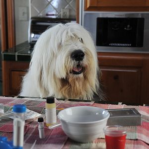 Bilder Albert, der unsichtbare Hund