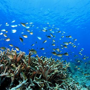 Bilder Papua 3D - Die geheimnisvolle Insel der Kannibalen