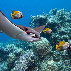 Bilder Papua 3D - Die geheimnisvolle Insel der Kannibalen