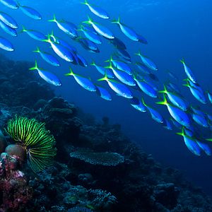 Bilder Papua 3D - Die geheimnisvolle Insel der Kannibalen