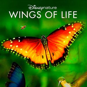 Bilder Wings of Life