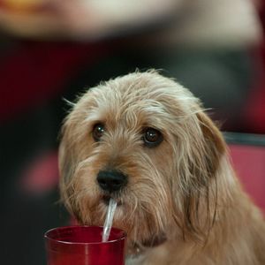 Bilder Anchorman - Die Legende kehrt zurück