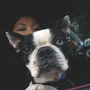 Bilder Doggie Boogie - Disco-Fieber auf vier Pfoten