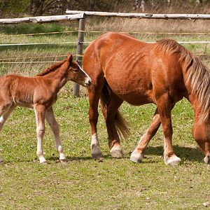 Bilder Der kleine Hengst und die Pferdediebe