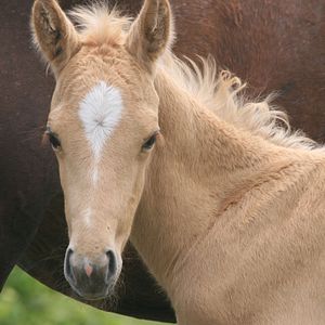 Bilder Der kleine Hengst und die Pferdediebe