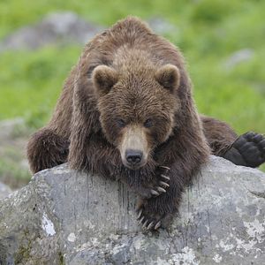 Bilder Im Land der Bären