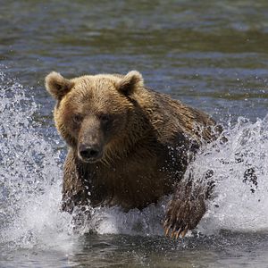 Bilder Im Land der Bären