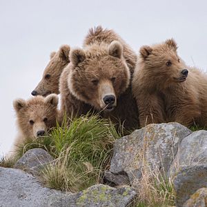 Bilder Im Land der Bären