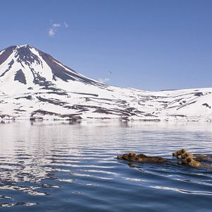 Bilder Im Land der Bären