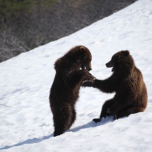 Bilder Im Land der Bären