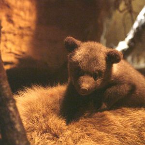 Bilder Im Land der Bären