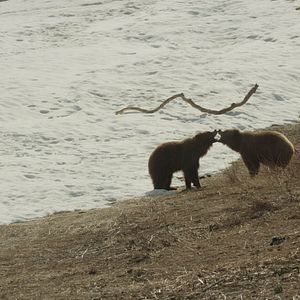 Bilder Im Land der Bären