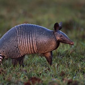 Bilder Amazonia - Abenteuer im Regenwald