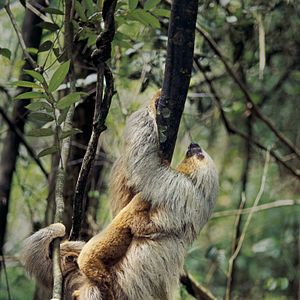 Bilder Amazonia - Abenteuer im Regenwald