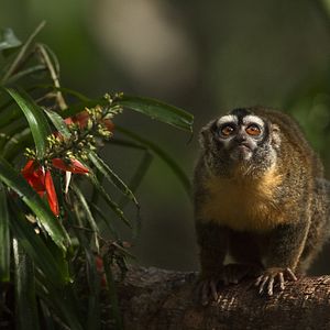 Bilder Amazonia - Abenteuer im Regenwald