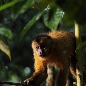 Bilder Amazonia - Abenteuer im Regenwald