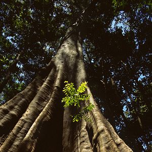Bilder Amazonia - Abenteuer im Regenwald