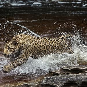 Bilder Amazonia - Abenteuer im Regenwald