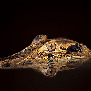 Bilder Amazonia - Abenteuer im Regenwald