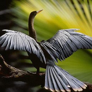 Bilder Amazonia - Abenteuer im Regenwald