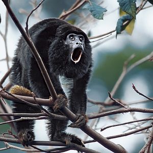 Bilder Amazonia - Abenteuer im Regenwald