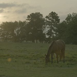 Bilder Cowgirls and Angels 2 - Dakotas Pferdesommer