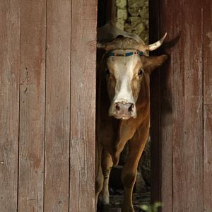 Bilder Sürgün İnek